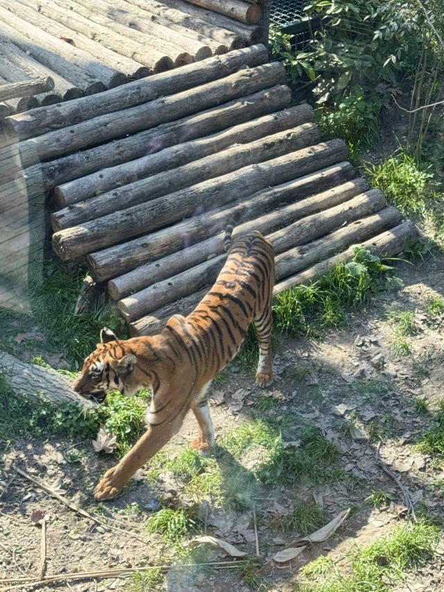 上海动物园旅行图片 2