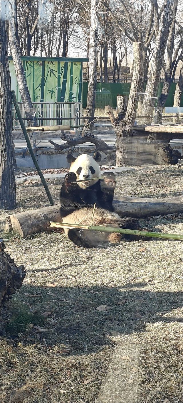太阳岛大熊猫馆旅行图片 3