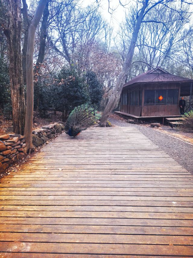 铁山寺国家森林公园旅行图片 2