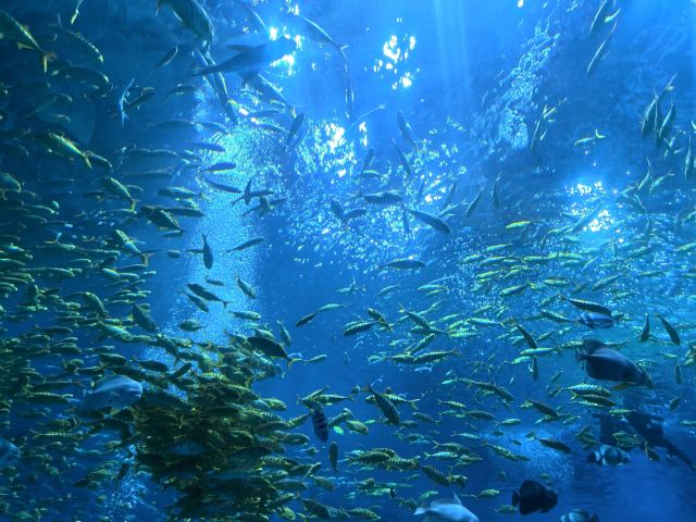 郑州海昌海洋公园旅行图片 3