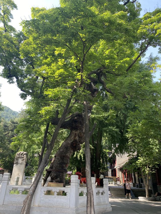 兴隆热带植物园旅行图片 1