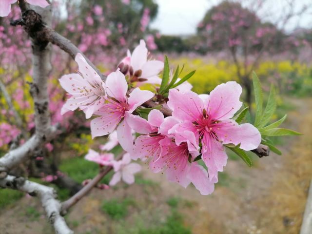 上海南汇桃花村旅行图片 1
