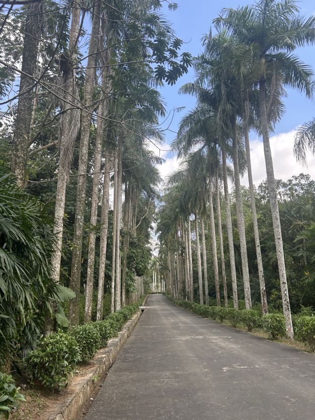 海南热带植物园旅行图片 1