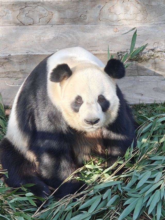 林胡古塞旅行图片 1