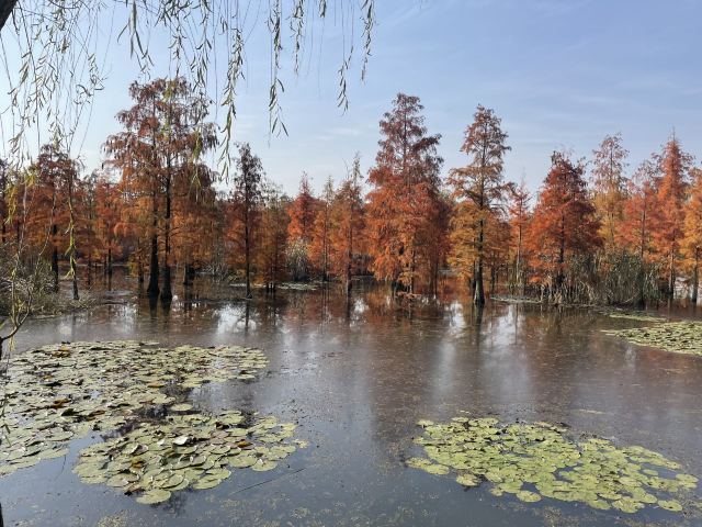 池杉湖国家湿地公园旅行图片 3
