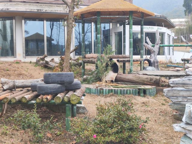 岳阳中华大熊猫苑旅行图片 2