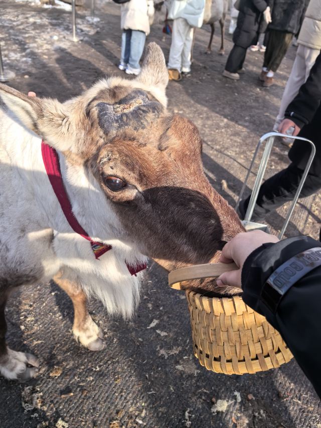 长白山雪绒花驯鹿园旅行图片 1