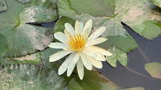 曼听御花园景区旅行图片 2