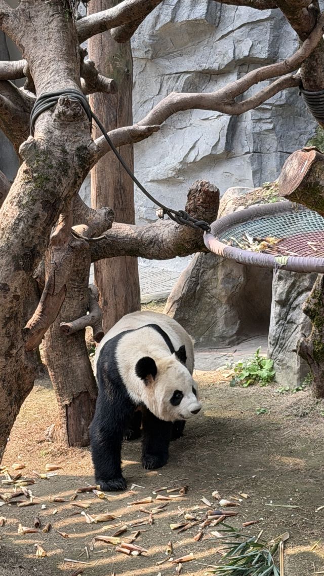 重庆动物园旅行图片 1