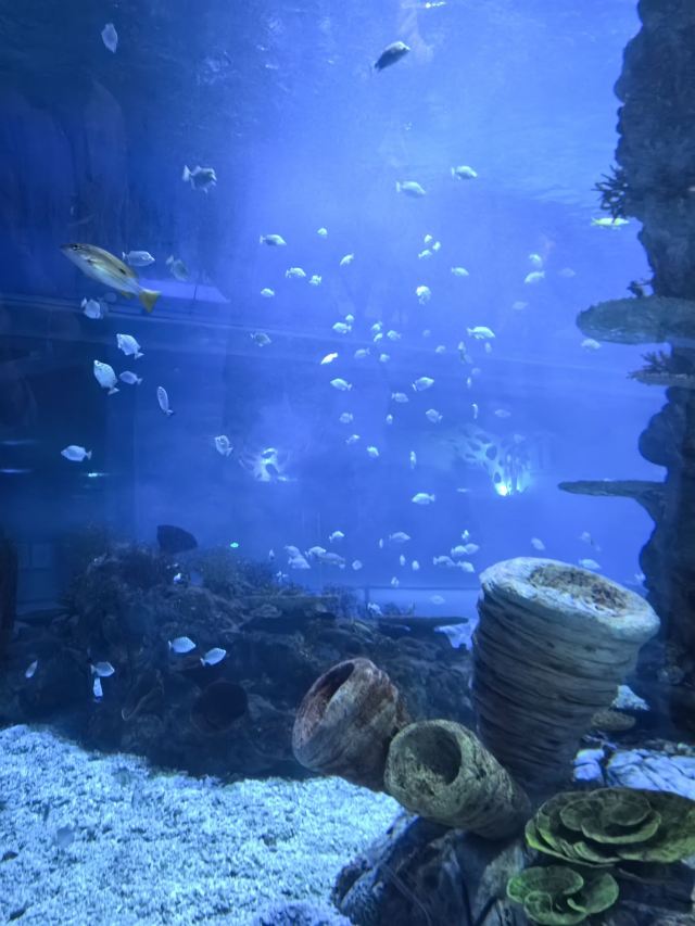 上海海昌海洋公园旅行图片 8