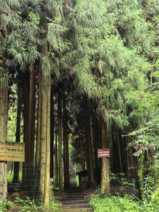 武陵山国家森林公园旅行图片 1