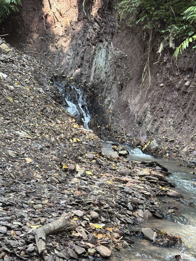 基诺山雨林徒步旅行图片 2