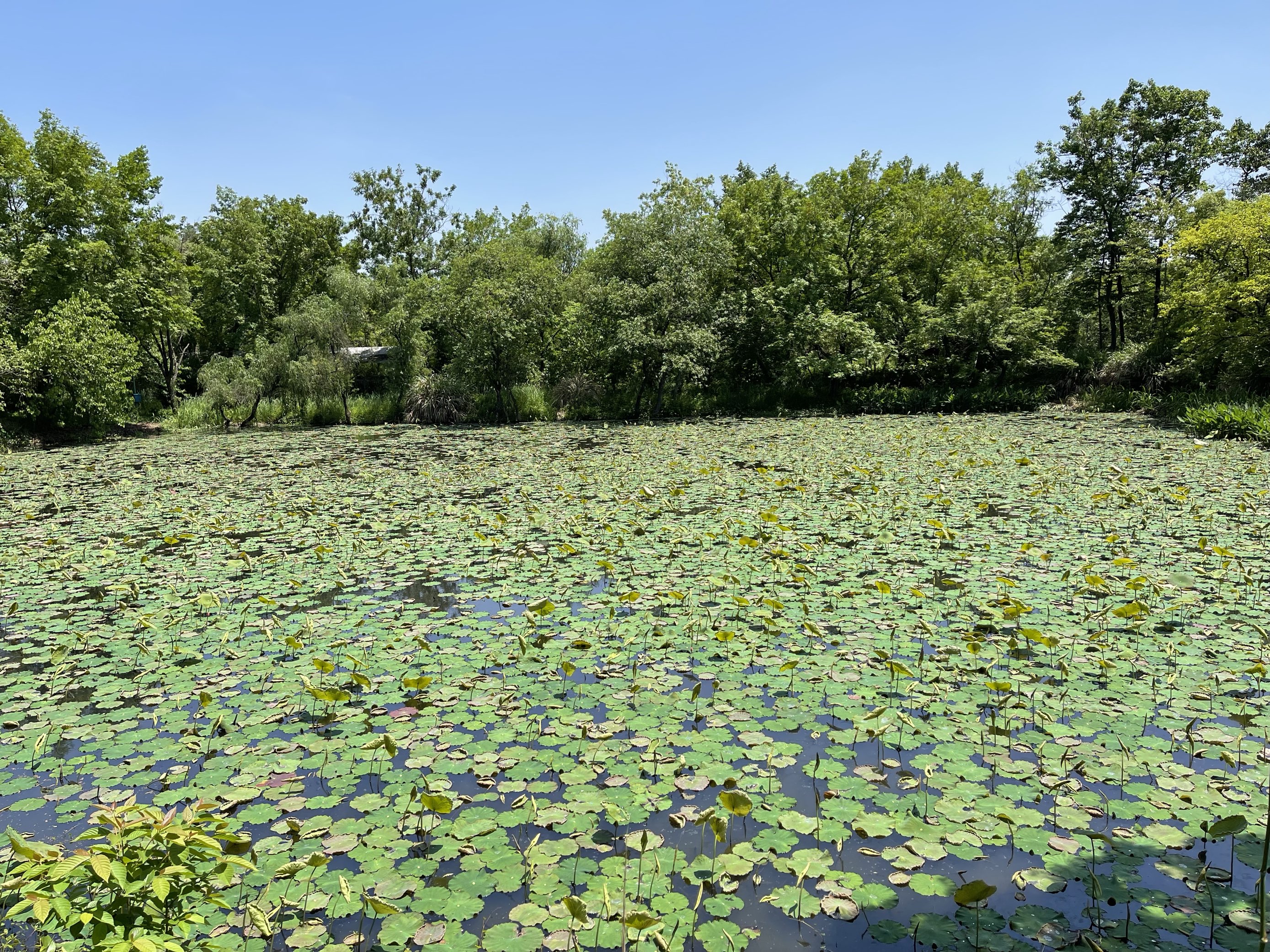 Xixi National Wetland Park