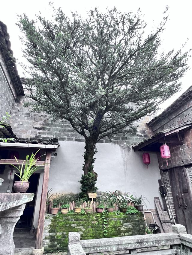 武夷山下梅古民居旅行图片 7