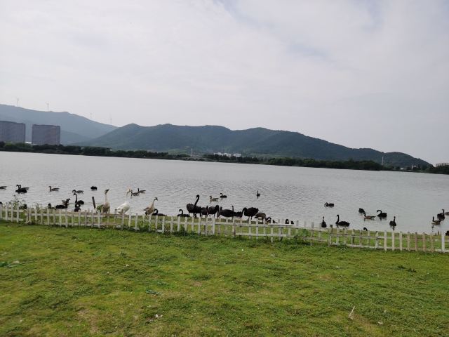 长兴太湖图影湿地文化园-观景塔旅行图片 1