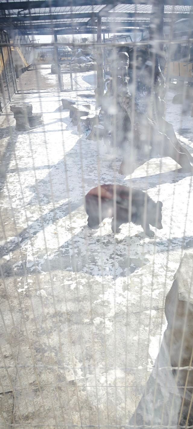 东北虎林园旅行图片 1