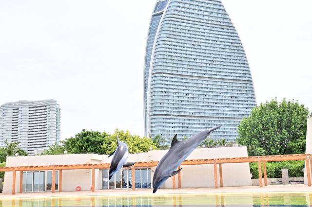 三亚亚特兰蒂斯景区旅行图片 5