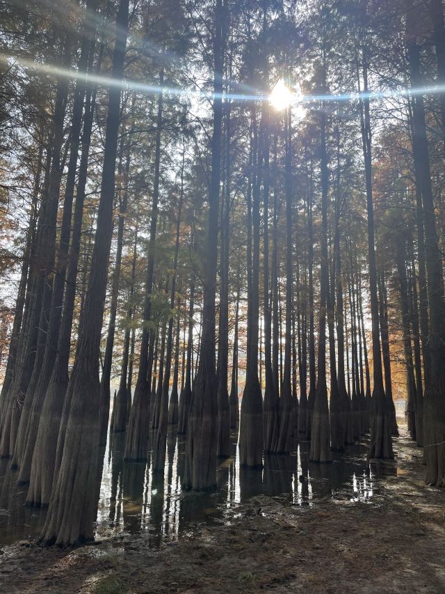 池杉湖国家湿地公园旅行图片 2