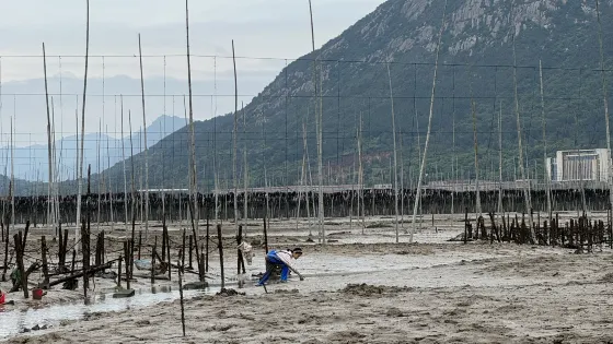 霞浦牛嶼灘塗體驗景區