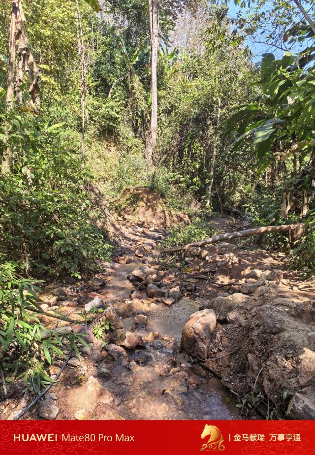 基诺山雨林徒步旅行图片 2