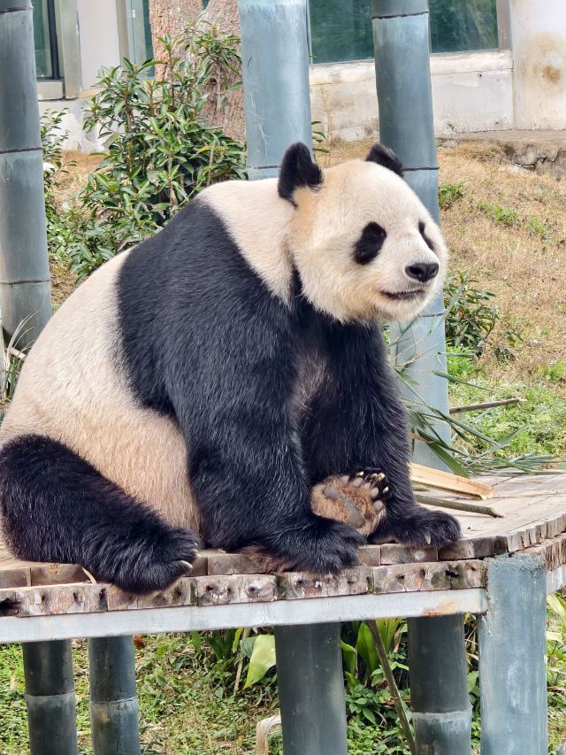 岳阳中华大熊猫苑旅行图片 2