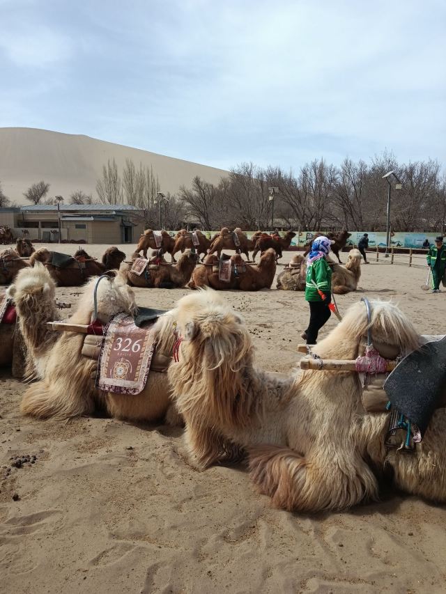 鸣沙山月牙泉旅行图片 5