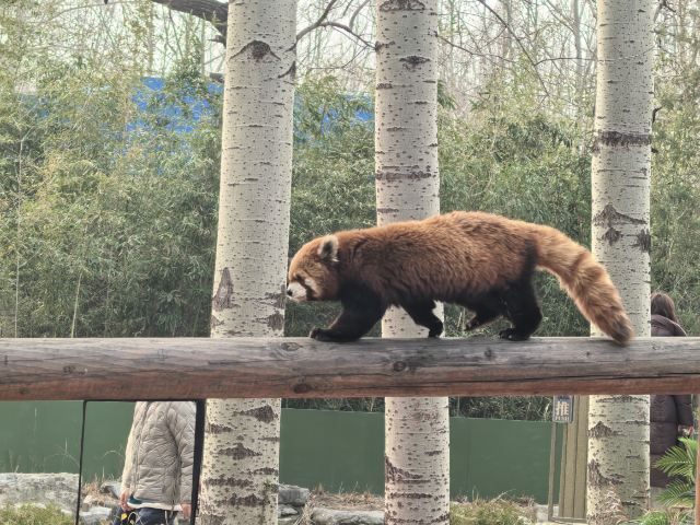 北京野生动物园旅行图片 9