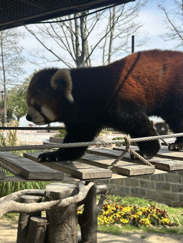 上海野生动物园旅行图片 1