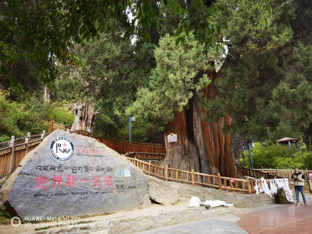 世界柏树王园林风景区旅行图片 5