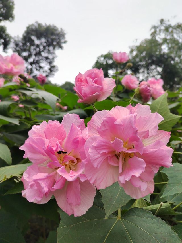 成都植物园旅行图片 2