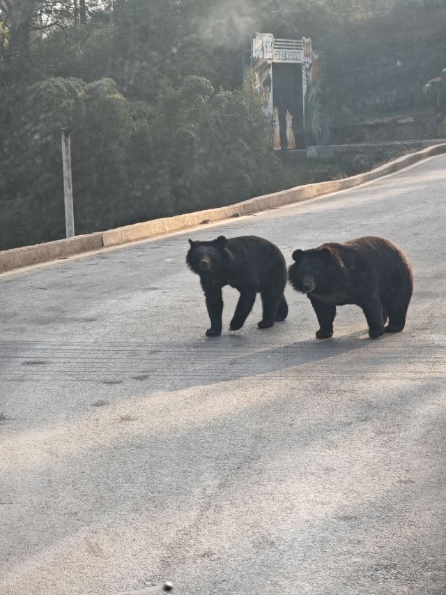 碧峰峡风景区旅行图片 5