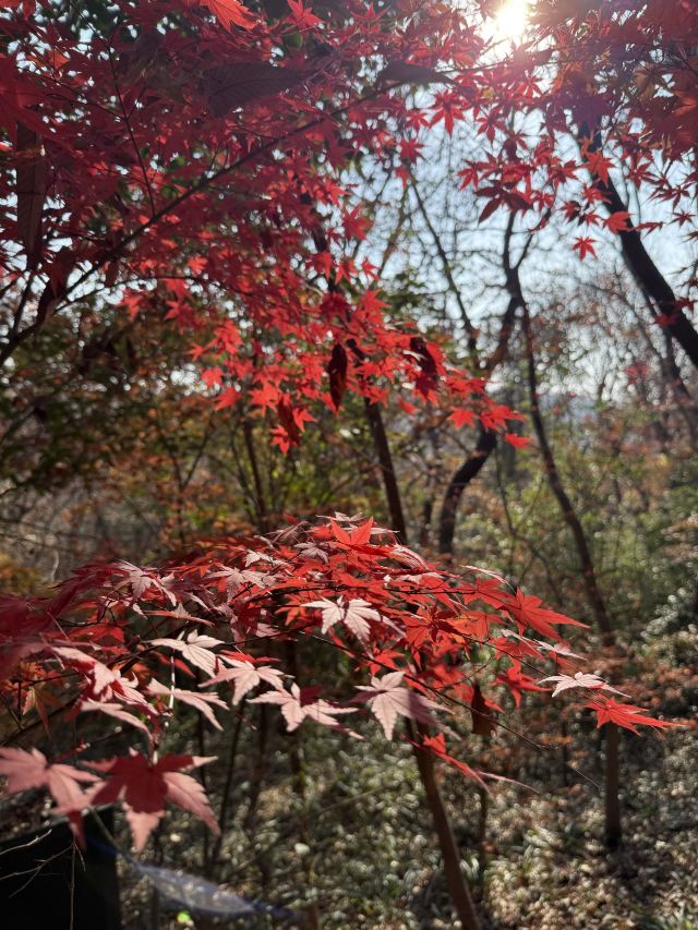 栖霞山风景名胜区旅行图片 6