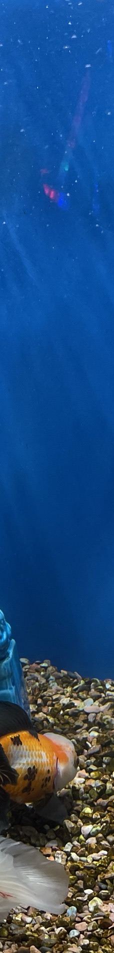 合肥海洋世界-合肥-向日葵没有伤悲