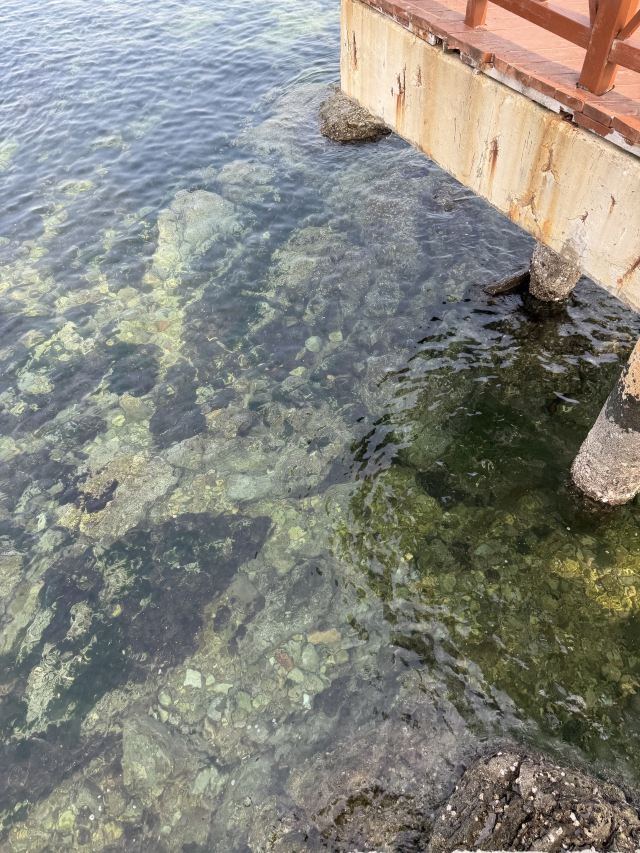 养马岛林间花海旅行图片 6