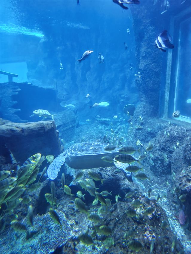 曲江海洋极地公园旅行图片 2