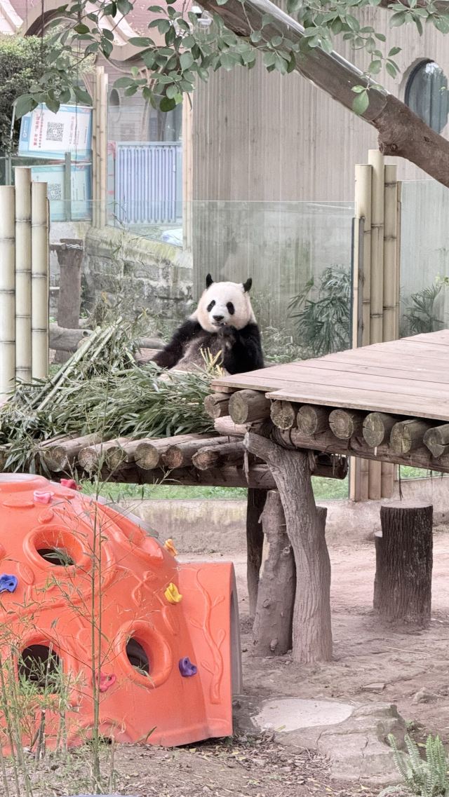 重庆动物园旅行图片 3