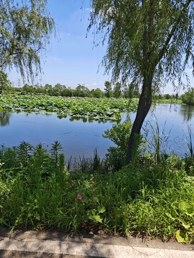 池杉湖国家湿地公园旅行图片 1