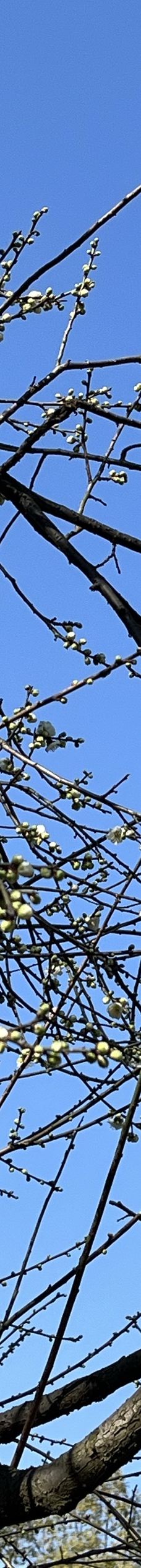 东湖梅园-武汉-YoYo_4J2D4D3W