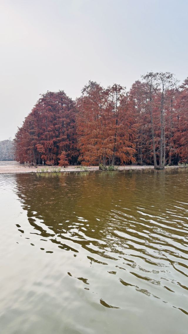 池杉湖国家湿地公园旅行图片 1