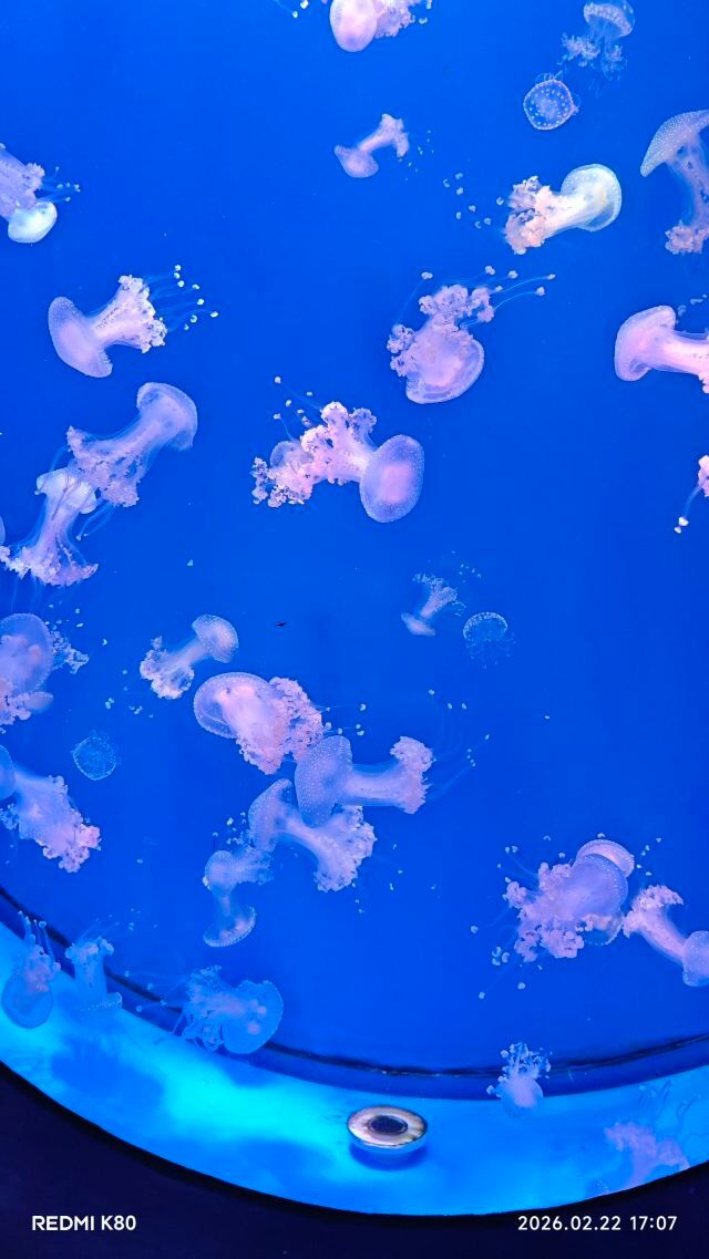 郑州海昌海洋公园旅行图片