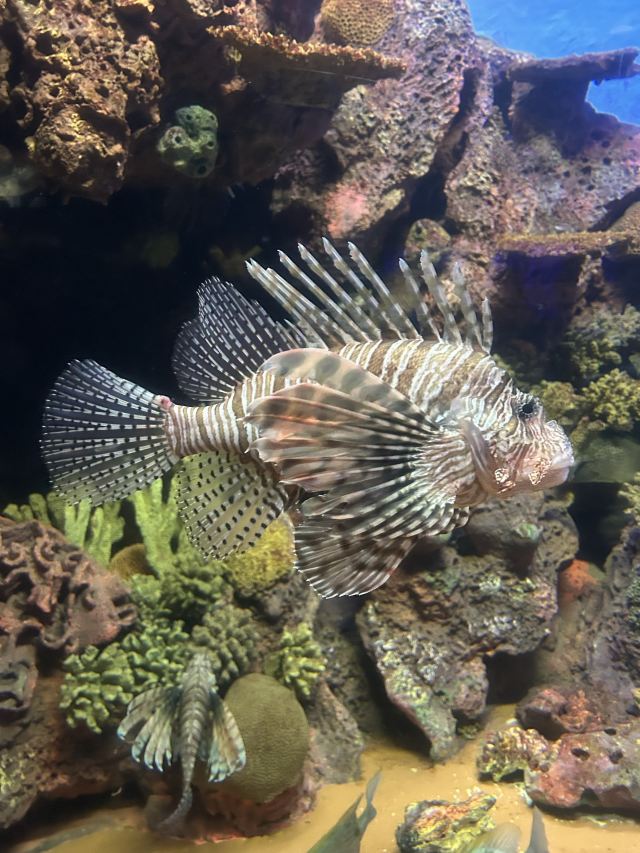 上海海洋水族馆旅行图片 3
