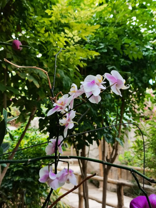 石家庄植物园旅行图片 6