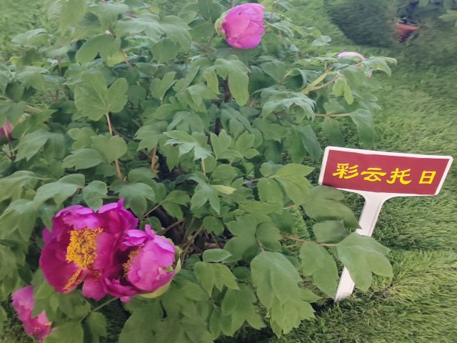 国家牡丹园旅行图片 2