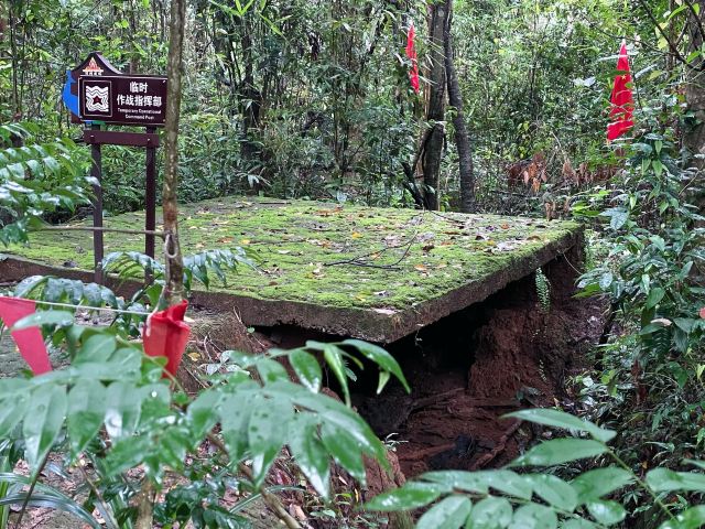 西双版纳独树成林景区旅行图片 4