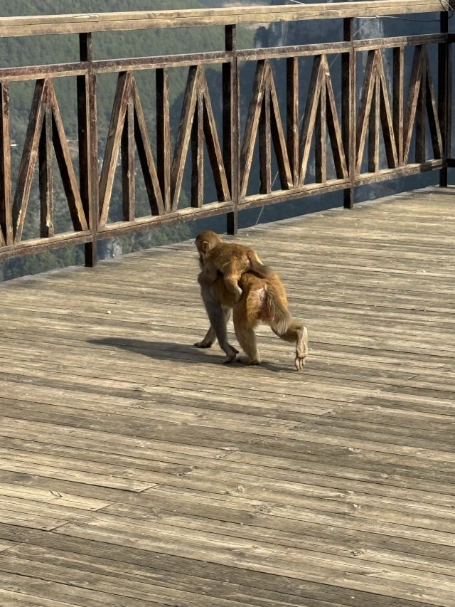 重庆云阳龙缸国家地质公园旅行图片 1