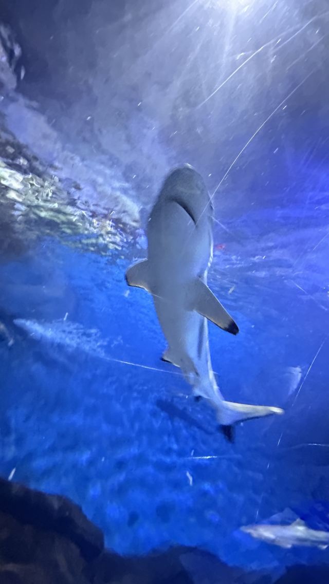 上海海洋水族馆旅行图片 4