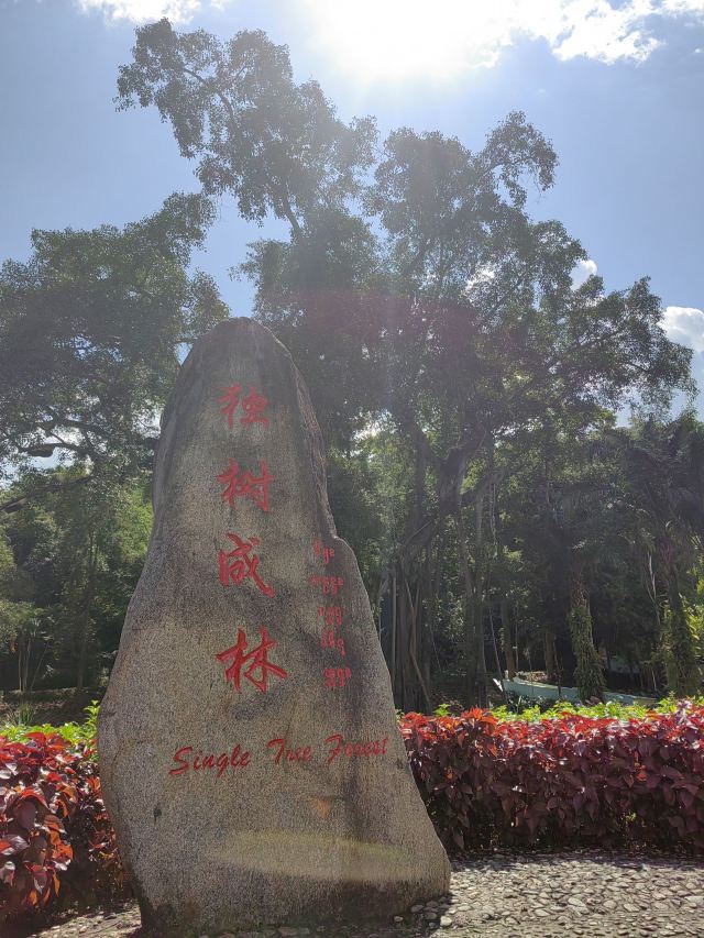 西双版纳独树成林景区旅行图片 1