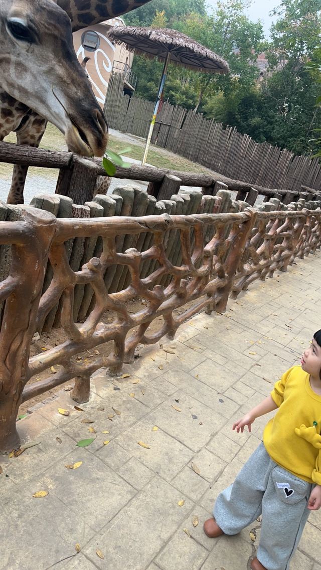 武汉野生动物王国旅行图片 1