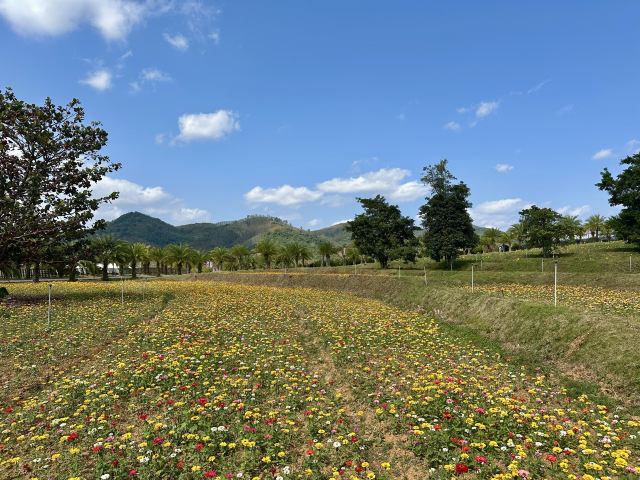 云舍松涛·海南中国村旅行图片 8