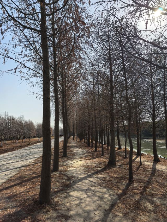 上海东滩湿地公园旅行图片 4